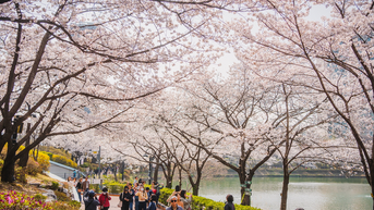  Khám phá 5 địa điểm ngắm hoa anh đào tuyệt đẹp ở Hàn Quốc từ Seoul đến Jeju