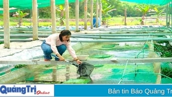 Triển vọng từ mô hình nuôi ốc bươu đen ứng dụng công nghệ cao
