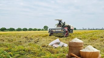 Giá lúa gạo hôm nay ngày 22/3: Không biến động nhiều