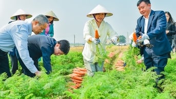 Bộ trưởng Nông nghiệp Hàn Quốc thăm vùng sản xuất cà rốt Đức Chính ở Hải Dương