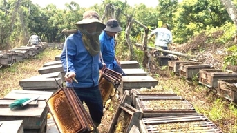 Tháng 3, hàng nghìn đàn ong về Thanh Hà 'làm' mật hoa vải
