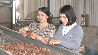 Chị Hương giỏi trồng hành