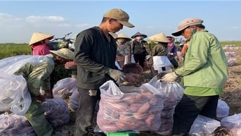 Người trồng khoai lang ở Gia Lai lãi lớn