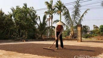 Giá tiêu hôm nay 24/3/2025 trong nước duy trì mức cao