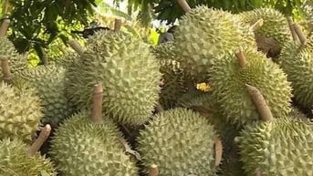 Xuất khẩu rau quả cả nước giảm 3 tháng liên tiếp