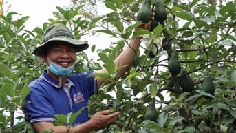 Quảng bá bơ Lâm Đồng trên chuyến bay Việt Nam