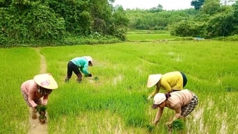 Quảng Nam ban hành chính sách hỗ trợ về đất đai đối với đồng bào dân tộc thiểu số