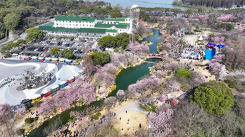 រដូវផ្ការីកទាក់ទាញអ្នកទេសចរចិន