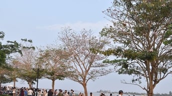 Cận cảnh hàng hoa kèn hồng bên sông Tiền nổi rần rần trên mạng