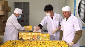 Nâng cao đời sống người dân từ các mô hình liên kết sản xuất nông nghiệp