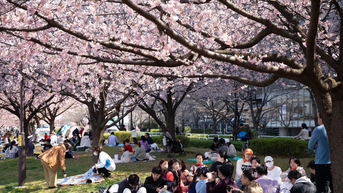Nhật Bản: Thủ đô Tokyo chính thức bước vào mùa hoa anh đào rực rỡ