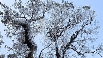Băng giá bất ngờ xuất hiện ở "Thiên đường mây Tà Xùa" vào tháng 3