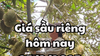 Giá sầu riêng hôm nay 25/3/2025 vẫn đang trong xu hướng ổn định