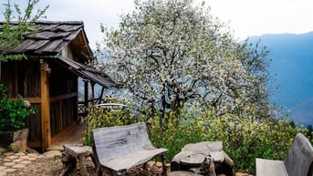 Bản Nậm Nghiệp đẹp như cổ tích trong mùa hoa sơn tra nở rộ