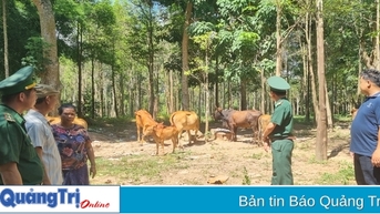 Hỗ trợ xây dựng các mô hình điểm về trồng trọt, chăn nuôi tại cụm bản Chiêng Túp (Lào)