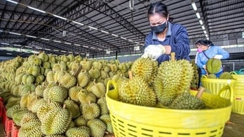 Trung Quốc siết chặt, DN Việt hụt 5.000 tỷ đồng, bộ trưởng Thái Lan tranh cãi