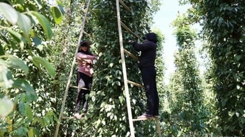 Giá tiêu hôm nay 25/3/2025 trong nước thị trường neo mức cao