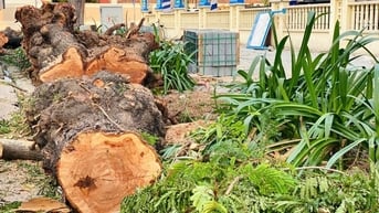 Loạt cây xanh ở trung tâm TPHCM bị đốn hạ vì lý do bất ngờ