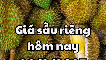 Giá sầu riêng hôm nay 26/3/2025 tiếp tục ổn định