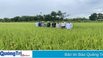 Canh tác hữu cơ - giải pháp phát triển nông nghiệp bền vững