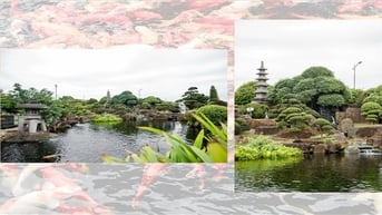 Về Thái Nguyên thăm khu vườn ngập tràn "kỳ hoa, dị thảo"