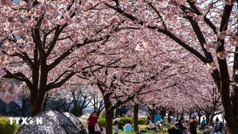 Nhật Bản: Thủ đô Tokyo bắt đầu bước vào mùa hoa anh đào