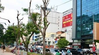Quận 1 "giải thích" vụ đốn hạ, cắt tán 17 cây xanh