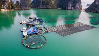 Vân Đồn: Liên kết phát triển nuôi biển