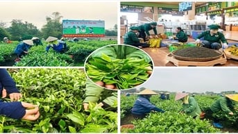 Về nơi "đệ nhất danh trà" thưởng thức trà Ocop 5 sao