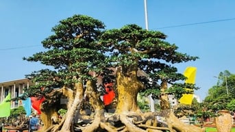 Choáng ngợp hơn 1.000 'siêu cây', bonsai hội tụ về Quảng Ngãi
