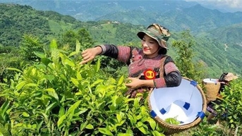 Giữ “đặc sản” để nâng cao thu nhập cho đồng bào vùng cao