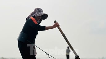 'Lộc biển' dạt trắng bờ biển, ngư dân cào ốc ngày kiếm tiền triệu