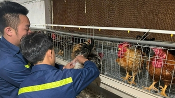 Tỷ phú Lạng Sơn là nông dân nuôi thứ gà đặc sản, giống gà 6 ngón trên đỉnh núi Mẫu Sơn