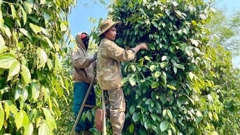 Giá nông sản ngày 28/3/2025: Cà phê giảm mạnh bất ngờ, hồ tiêu tiếp tục ổn định