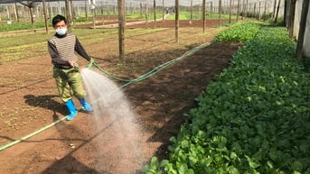 Nông dân Hà Nội làm giàu nhờ trồng rau an toàn