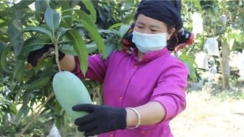 Sơn La: Đặt mục tiêu xuất khẩu 1.000 tấn xoài Mường La sang thị trường Trung Quốc