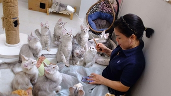 Người phụ nữ ở Bình Dương kiếm tiền tỷ từ số vốn 31 triệu mua đôi mèo khổng lồ