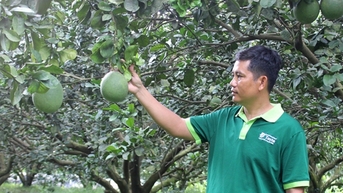 Dân một huyện ở Bình Dương thẫn thờ nói, chưa từng thấy bưởi da xanh rẻ như cho, trái rụng mặc kệ