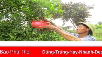 Làm giàu từ trồng chanh tứ thì