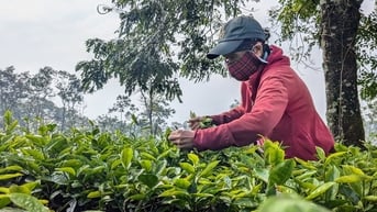 Công ty chè Biển Hồ phá hàng trăm hecta chè để trồng cà phê vì thua lỗ