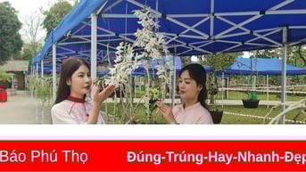 Trưng bày hoa lan nghệ thuật toàn quốc tại Đền Hùng