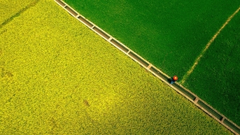 Con đường giữa cánh đồng 'nửa xanh, nửa vàng' cách TPHCM 90km gây sốt