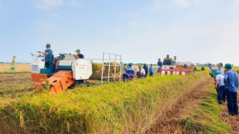 Cần nâng cao năng lực và vai trò của hợp tác xã để thực hiện đề án 1 triệu ha lúa