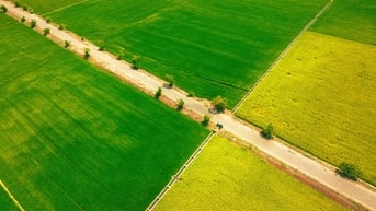 Sắc vàng, xanh trên cánh đồng lúa An Nhứt, Vũng Tàu 