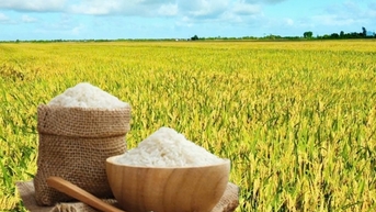 Gạo tăng mạnh trở lại