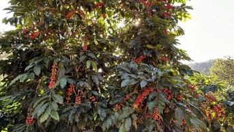 ការព្យាករណ៍តម្លៃកាហ្វេសម្រាប់ថ្ងៃស្អែក ទី០៤ ខែមីនា ឆ្នាំ២០២៥ នឹងកើនឡើងម្តងទៀត