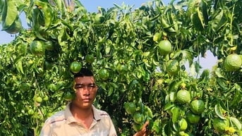 Người đàn ông ứa nước mắt thấy cả vườn chanh dây sắp thu hoạch bị chặt đứt gốc