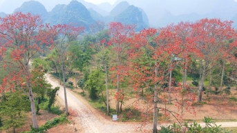 Nơi này ở Nghệ An, hàng chục cây cổ thụ đang bung nở hoa đỏ rực, đẹp miên man khiến mạng xã hội phát sốt