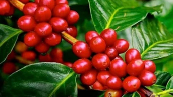 Giá nông sản ngày 30/3/2025: Cà phê giảm nhẹ, hồ tiêu vẫn duy trì mức cao