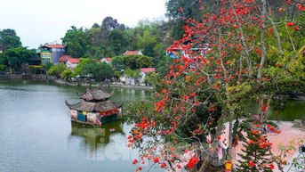 Ngắm hoa gạo đỏ rực bên ngôi chùa nghìn năm tuổi ở Hà Nội